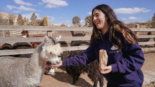 padme alpaca edited-244